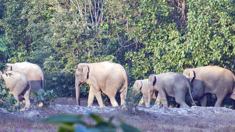 elephants image in Hasdeo forest